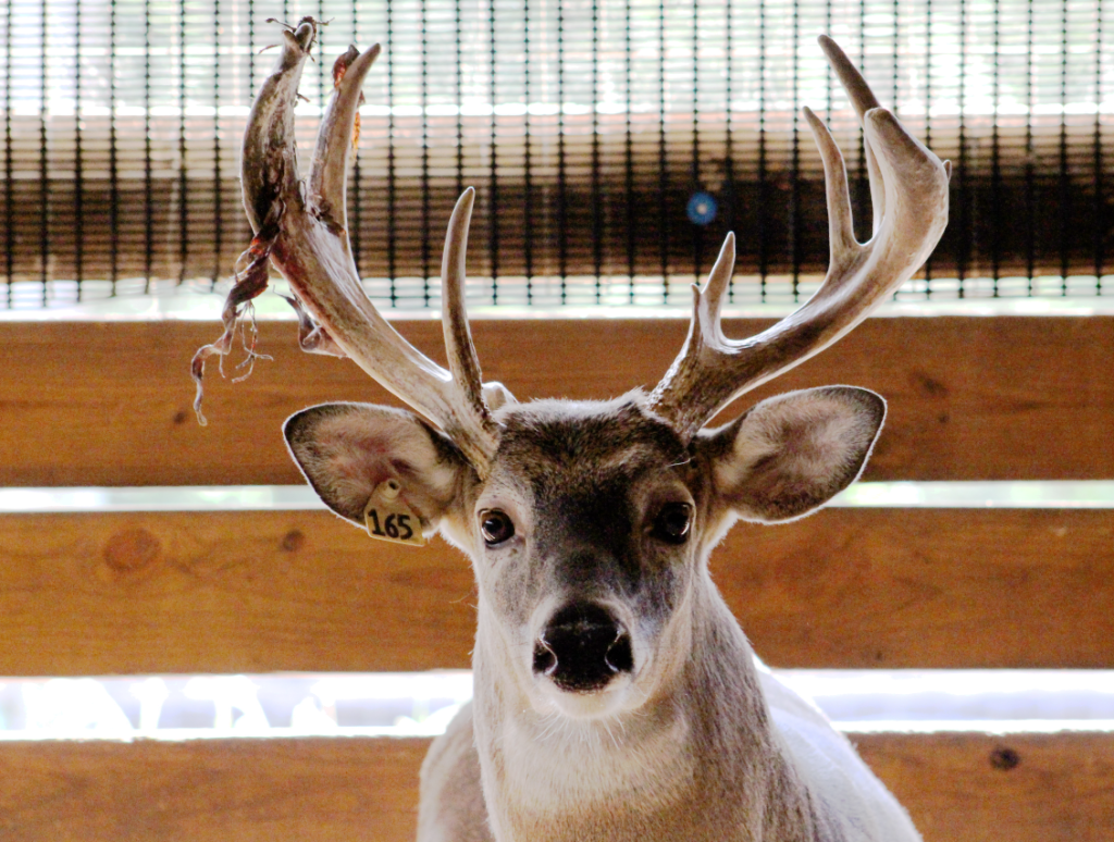 Up close front view of buck with irregular rack and some shed on right antlers.