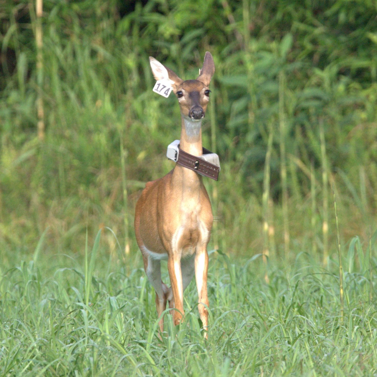 Deer with radio collar and ear tag in tall grass.