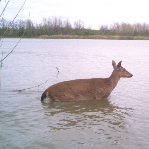Deer wading up to shoulder in Louisiana Delta of Mississippi River.