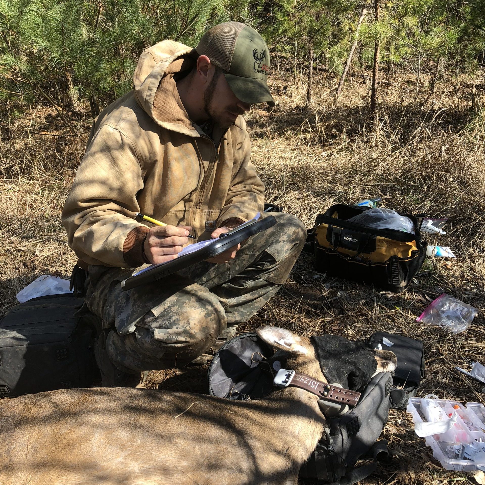 A student researcher with contents of an open field kit layed around while taking notes seated next to a radio collared, blindfolded deer.
