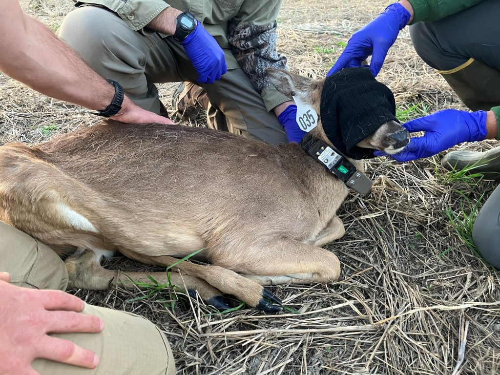 Researchers are checking the radio collar of a doe wearing a blindfold.