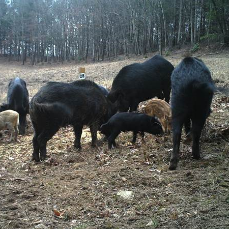 A sounder of feral pigs eating corn.