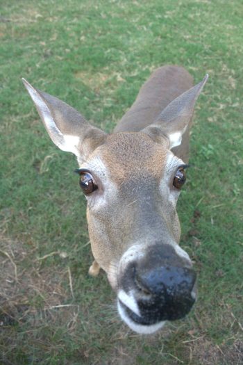 A close-up of a single doe looking directly up at camera.